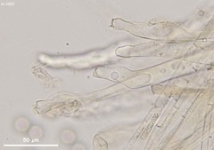 Plicariella flavovirens