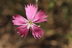Dianthus bolusii