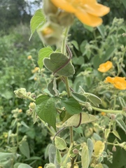 Allowissadula holosericea