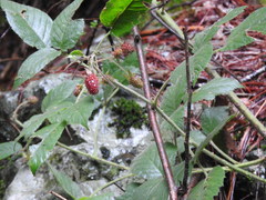 Rubus liebmannii