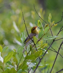 Anaplectes rubriceps