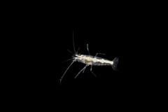 Athanas parvus