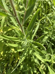Eupatorium sessilifolium