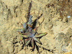 Thompsonella minutiflora