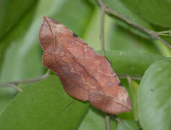 Hypopyra capensis
