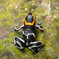 Ranitomeya fantastica