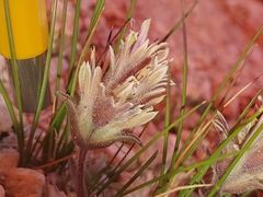 Castilleja nana