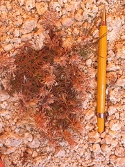 Castilleja nana