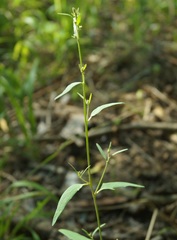 Atriplex micrantha