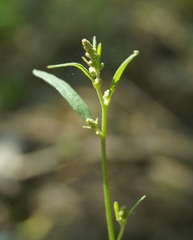Atriplex micrantha