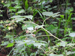 Rubus liebmannii