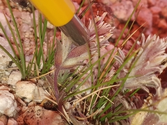 Castilleja nana