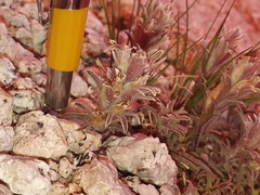 Castilleja nana
