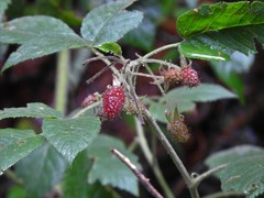 Rubus liebmannii