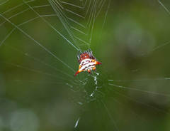 Gasteracantha sanguinolenta