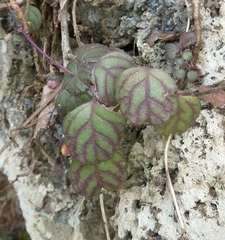 Plectranthus verticillatus