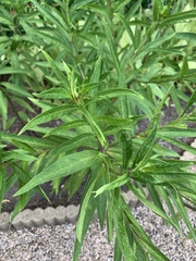 Asclepias curassavica