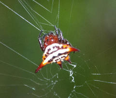 Gasteracantha sanguinolenta