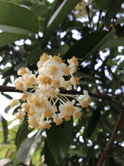 Calophyllum soulattri