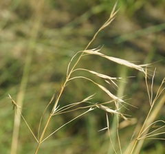 Bromus squarrosus