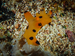 Thecacera