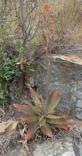 Aloe affinis (Aloe affinis)