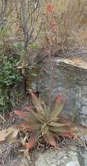 Aloe affinis