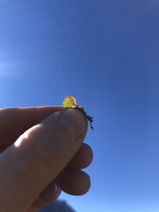 Oxalis eckloniana-nidulans