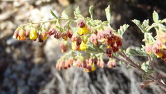 Hermannia holosericea