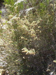 Hermannia holosericea