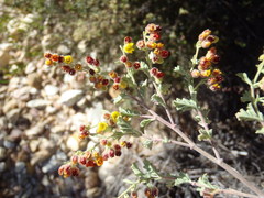 Hermannia holosericea
