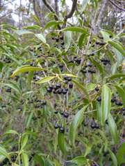 Coptosperma supra-axillare