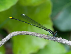 Allocnemis leucosticta