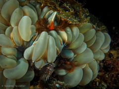 Achaeus japonicus