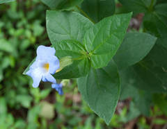 Thunbergia natalensis