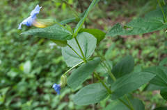 Thunbergia natalensis