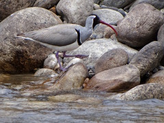 Ibidorhyncha struthersii