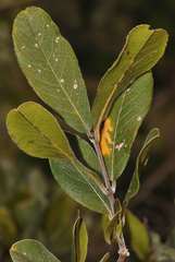 Combretum moggii