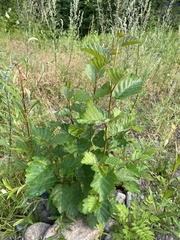 Alnus hirsuta