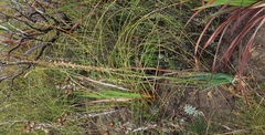 Bulbine favosa