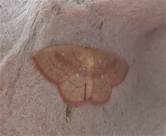 Cyclophora culicaria