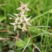 Asclepias gibba gibba - Photo (c) Adriaan Grobler, algunos derechos reservados (CC BY-NC), subido por Adriaan Grobler