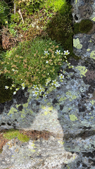 Mononeuria groenlandica