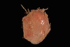 Pyura