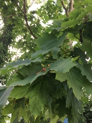 Acer platanoides