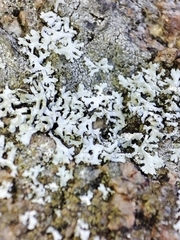 Physcia dimidiata