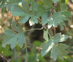 Crataegus taurica
