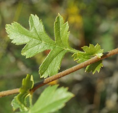 Crataegus taurica