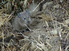Ochotona macrotis