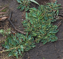 Euphorbia tuberosa